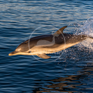delfino_original